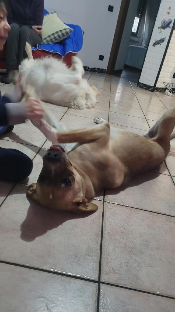 Dylan, splendido meticcio Foto 3